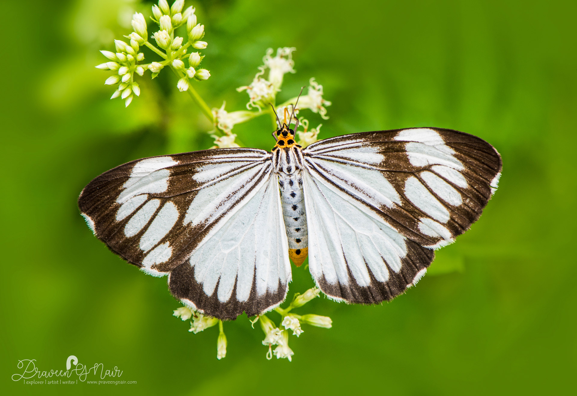 marbled white moth or Nyctemera coleta