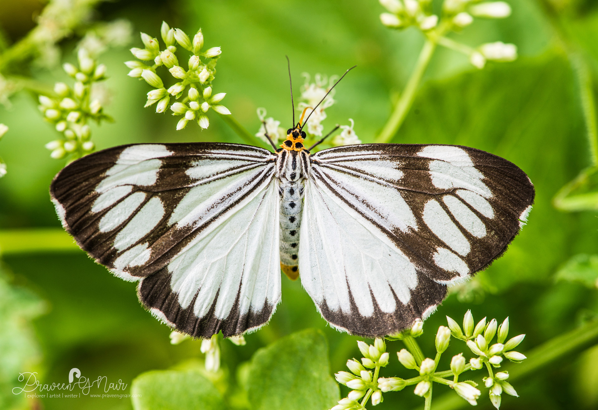 marbled white moth or Nyctemera coleta