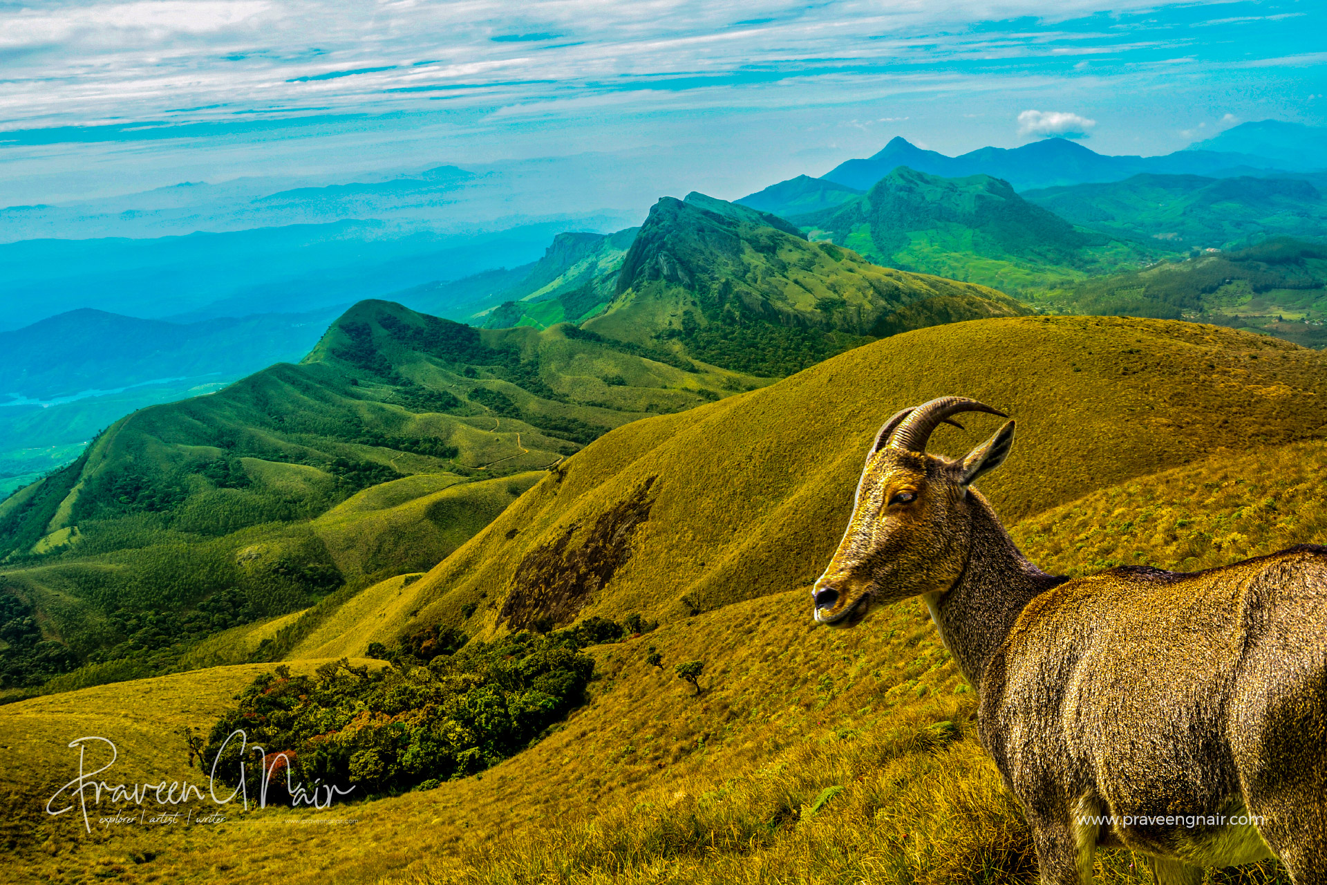 Meesapulimala-with-nilgiritahr-scape