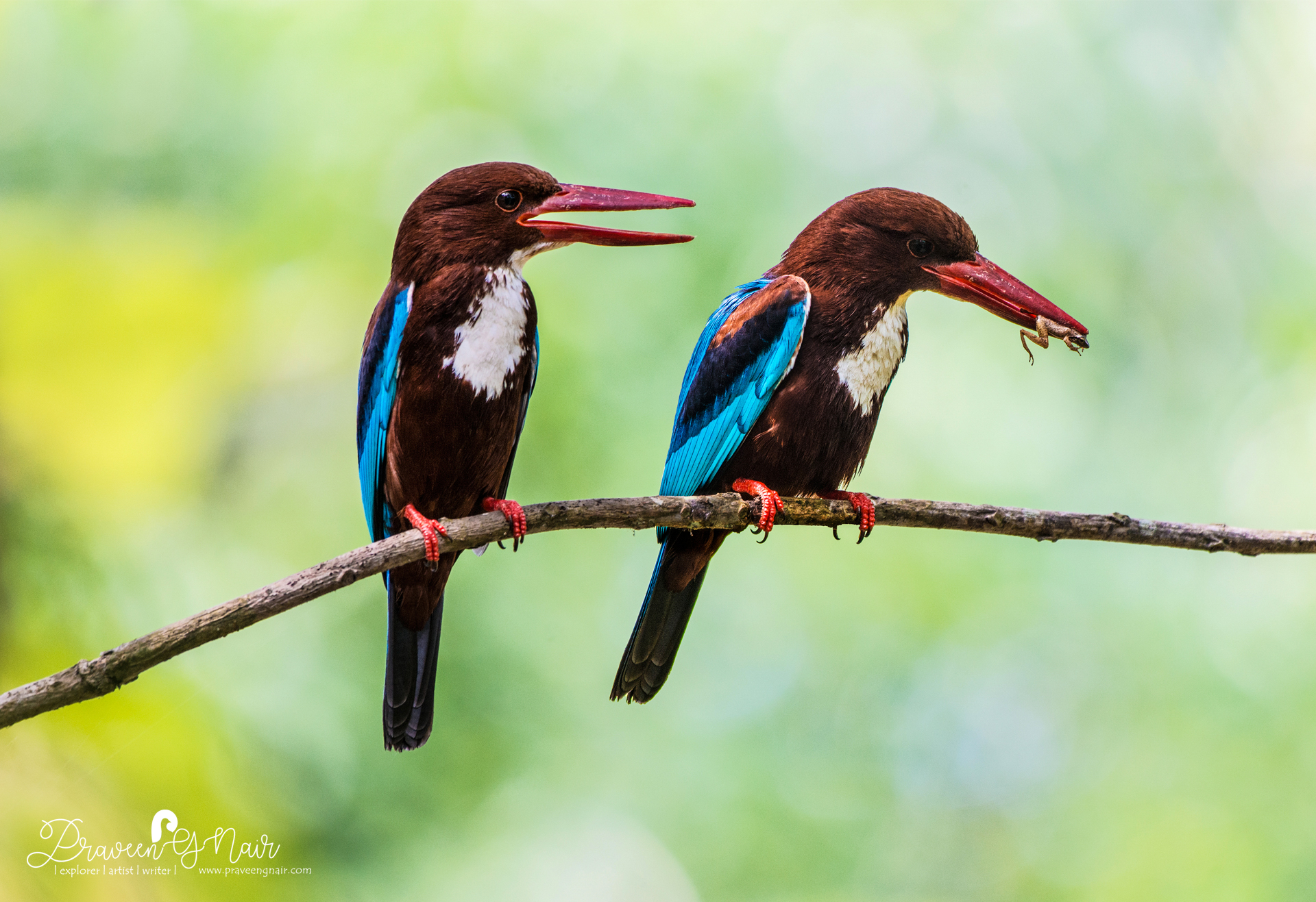 white-throated kingfisher