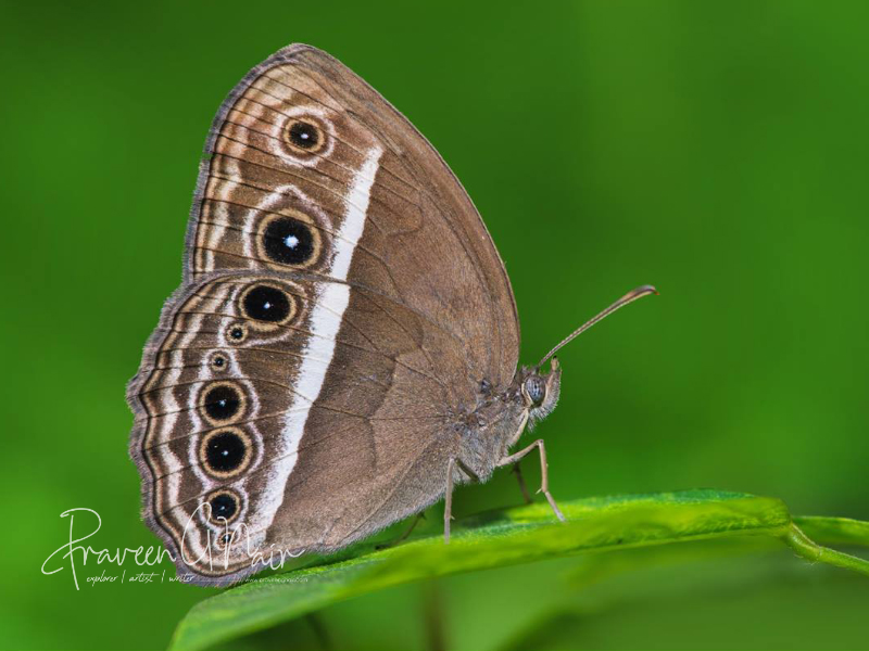 dark-branded bush brown