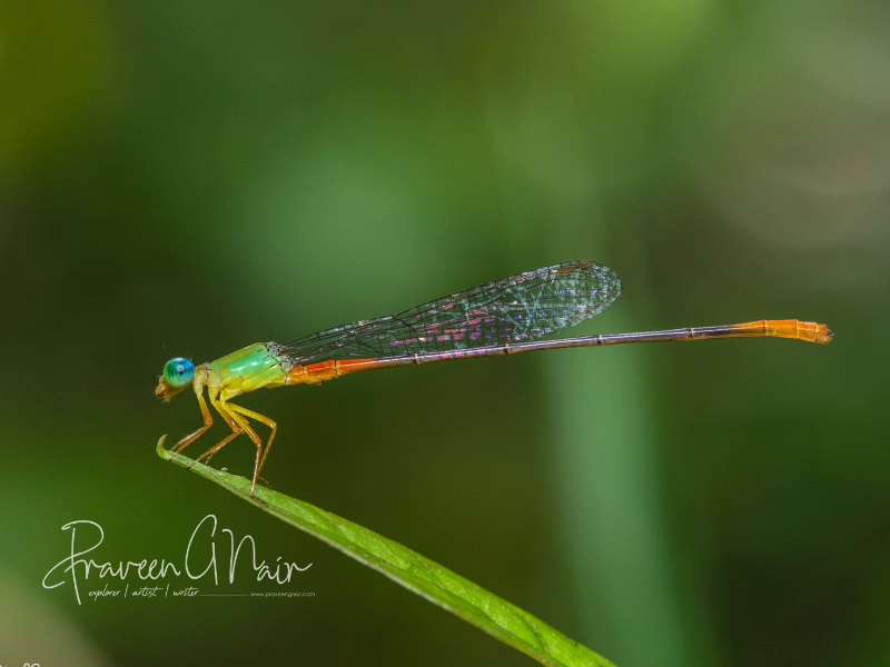Ceriagrion cerinorubellum