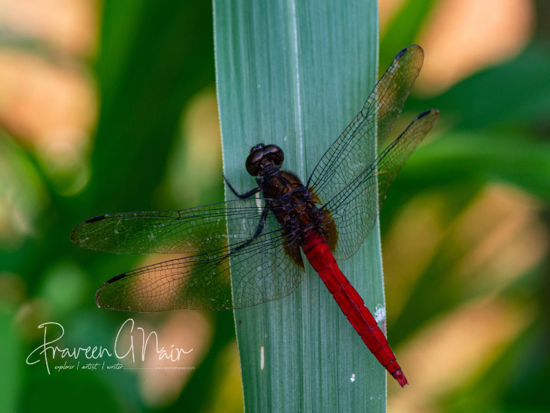 Orthetrum chrysis, Spine-tufted skimmer, brown-backed red marsh hawk