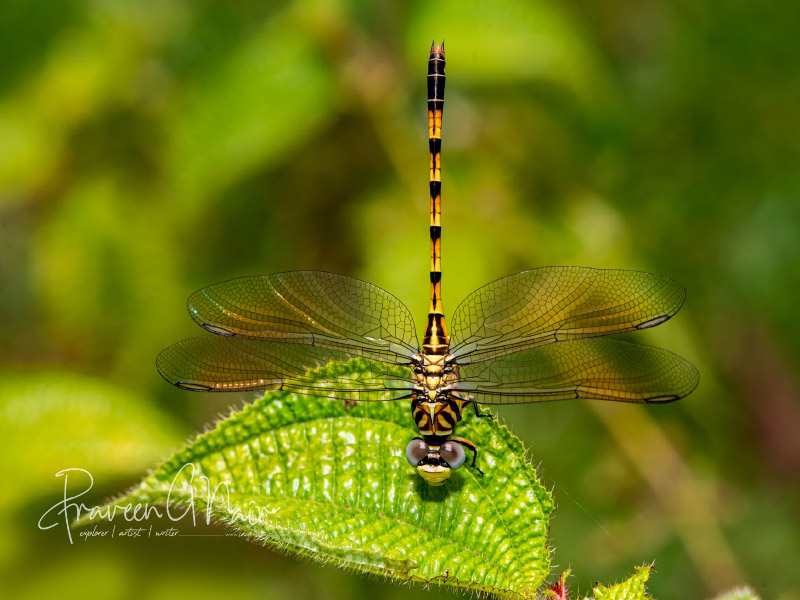 Paragomphus lineatus, Lined Hooktail