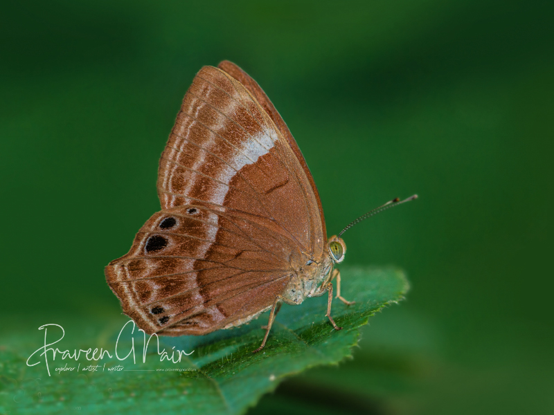Plum Judy or Abisara echerius