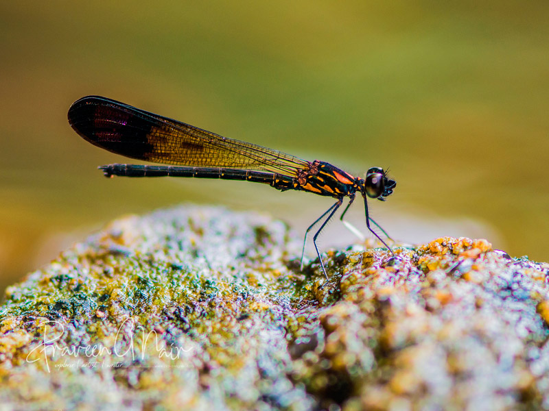 Heliocypha-bisignata, stream-ruby