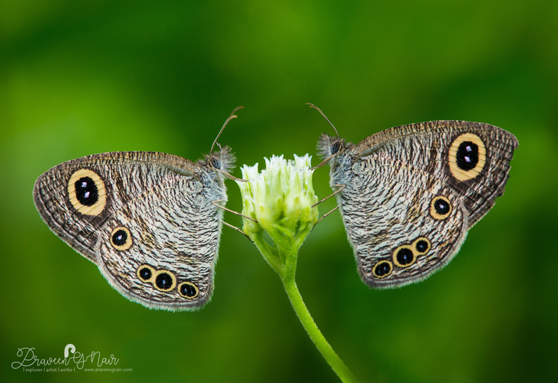 Praveen G Nair, Butterflies, Insects, Mammals, Landscape, Panorama, Digital Art, Painting, Photo Art, Birds, Reptiles, Amphibians, Dragonflies, Damselflies